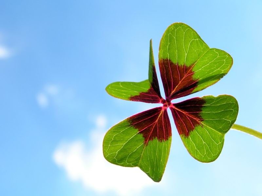 Bild Frohes Neues Jahr! 